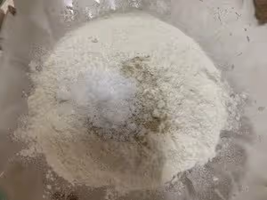 杏鮑菇菌菇包子
