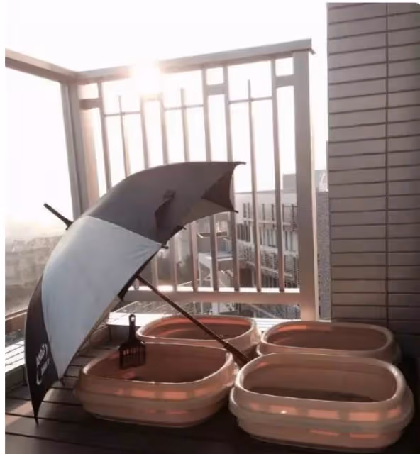 胡杏兒曬香港的豪宅,吃頓便飯都要十幾個菜,她才是人生贏家
