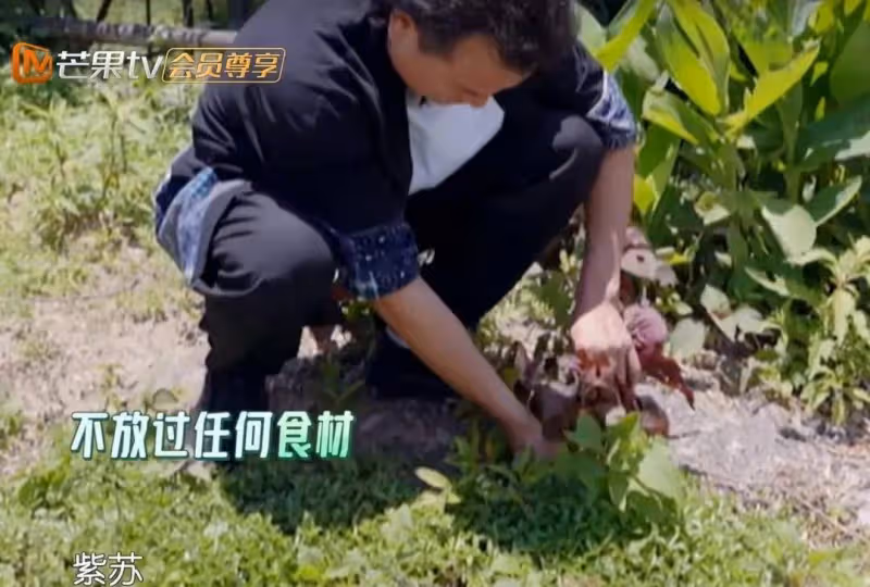 出道20年第一次上綜藝，可是上了美國熱搜的尹桃依舊被這個廚子搶了風頭