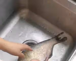 孔雀開屏清蒸魚