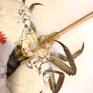 六月黃：螃蟹炒年糕