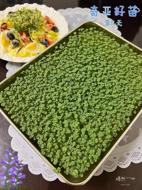 神奇的種子～奇亞籽／苗芽