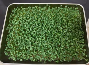 神奇的種子～奇亞籽／苗芽