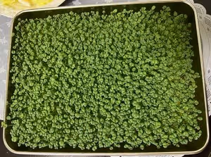 神奇的種子～奇亞籽／苗芽