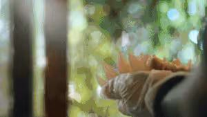 【開水白菜】