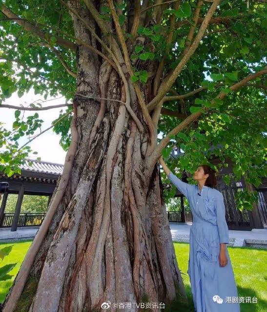 遠離是非之地！陳自瑤41歲生日到佛寺參拜求清凈