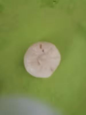 星球蛋黃酥