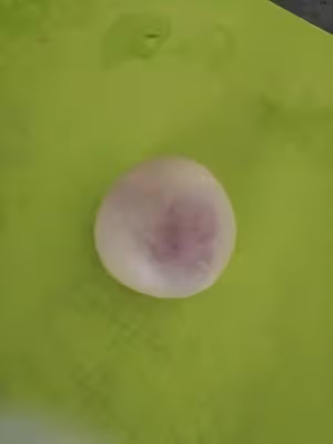 星球蛋黃酥