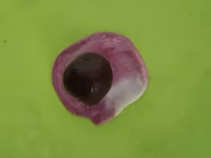 星球蛋黃酥