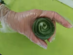 星球蛋黃酥