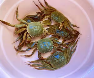 醉「美」（肥美）不過六月黃