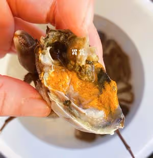 醉「美」（肥美）不過六月黃