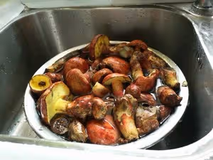 青椒牛肝菌（紅見手青）