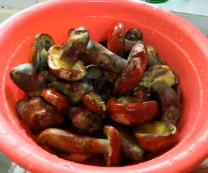 青椒牛肝菌（紅見手青）