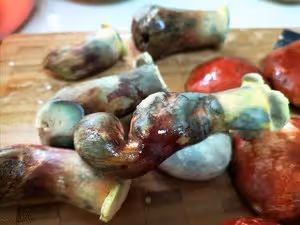 青椒牛肝菌（紅見手青）