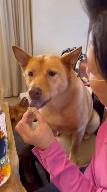 親喂愛犬吃巧克力蛋糕　汪明荃惹網民狠批：狗狗不能吃！
