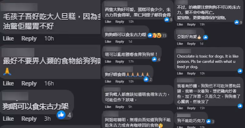 親喂愛犬吃巧克力蛋糕　汪明荃惹網民狠批：狗狗不能吃！