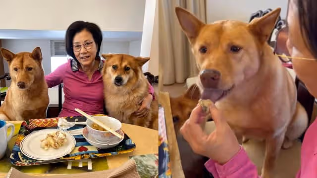 汪明荃喂愛犬吃巧克力蛋糕　網民狠批：狗狗不能吃！