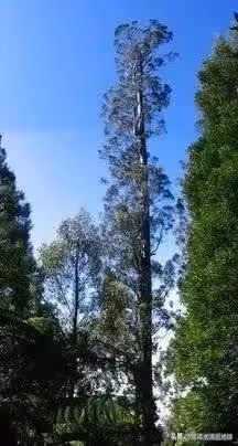 43張圖看世界:中國美女進軍日本娛樂業,長有最大嘴的女性
