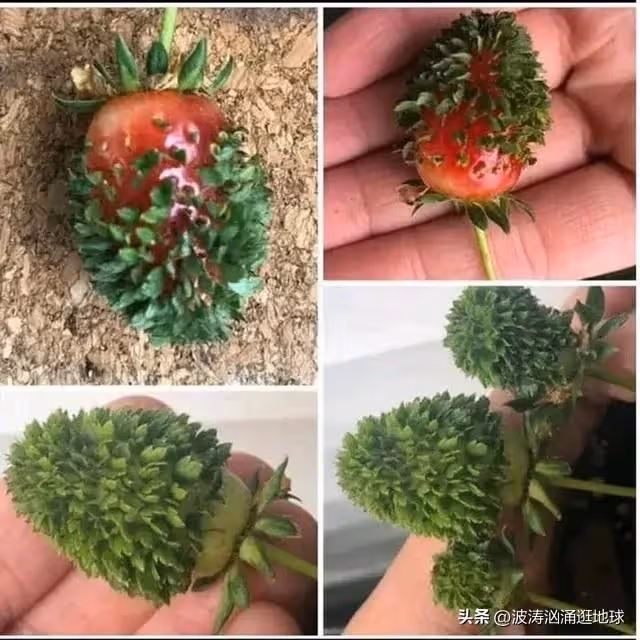 43張圖看世界:中國美女進軍日本娛樂業,長有最大嘴的女性