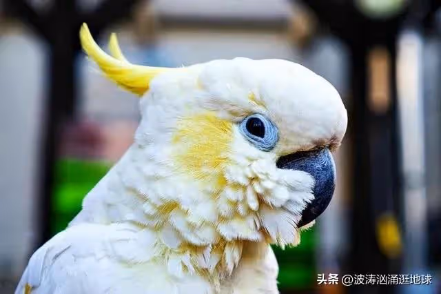 43張圖看世界:中國美女進軍日本娛樂業,長有最大嘴的女性