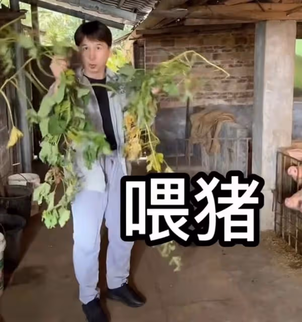 港星曹榮回湖南老家!抓2把番薯葉喂豬接地氣,數頭肥豬滿地跑