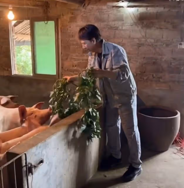 港星曹榮回湖南老家!抓2把番薯葉喂豬接地氣,數頭肥豬滿地跑