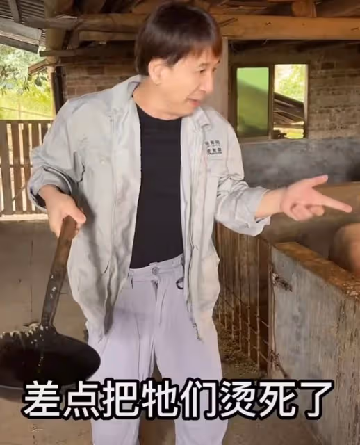 港星曹榮回湖南老家!抓2把番薯葉喂豬接地氣,數頭肥豬滿地跑