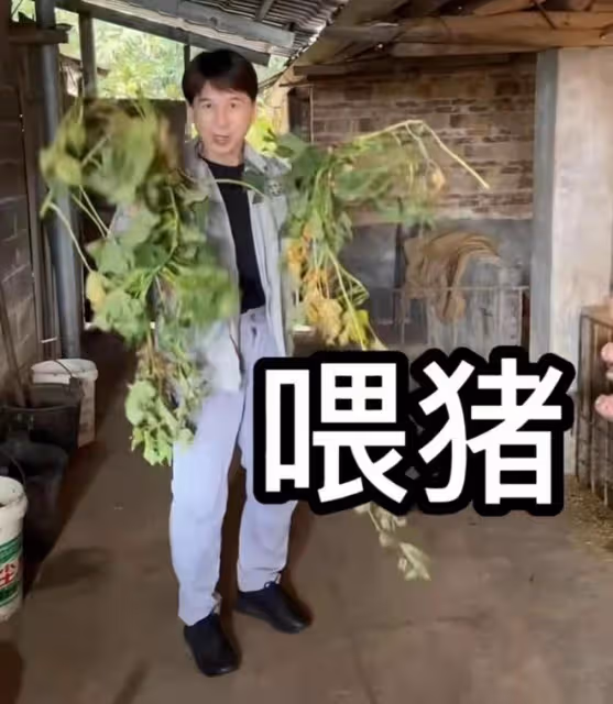 知名港星回村喂豬!穿著光鮮喂豬吃芋頭葉,豬食冒熱氣險將豬燙傷