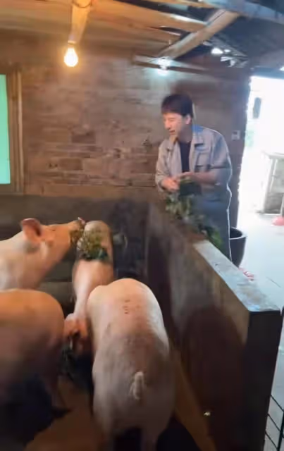 知名港星回村喂豬!穿著光鮮喂豬吃芋頭葉,豬食冒熱氣險將豬燙傷