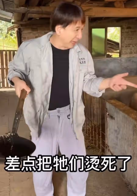 知名港星回村喂豬!穿著光鮮喂豬吃芋頭葉,豬食冒熱氣險將豬燙傷