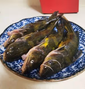 鮮掉眉毛的->昂刺魚豆腐湯