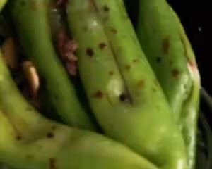 最簡單的豇豆鹹菜