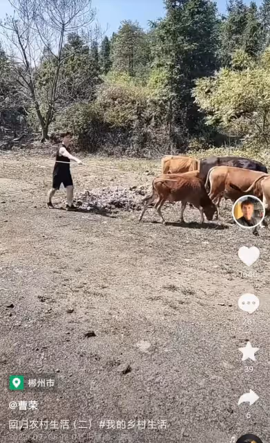 60歲港星回湖南老家放牛!手拿長竹竿笑容滿臉,喂牛吃樹葉有耐心