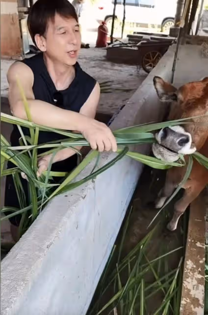 60歲港星回湖南老家放牛!手拿長竹竿笑容滿臉,喂牛吃樹葉有耐心