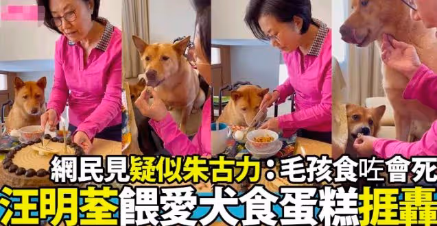 75歲無兒無女太心酸,汪明荃把狗狗當孩子,卻因誤解被網暴!