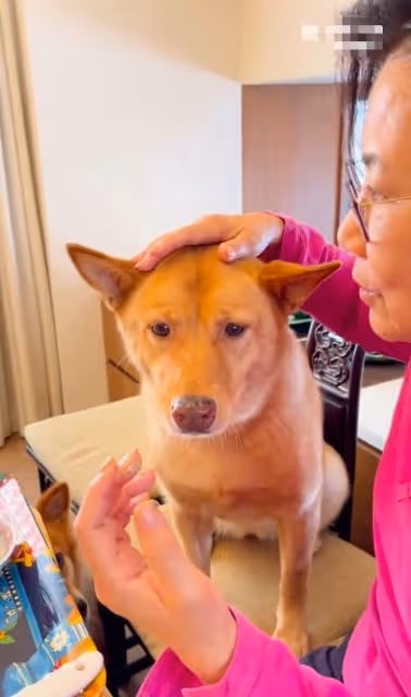 75歲無兒無女太心酸,汪明荃把狗狗當孩子,卻因誤解被網暴!