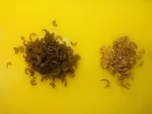 韭菜雞蛋素餃子（附韭菜不出水絕招）