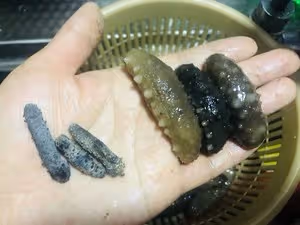 韭菜雞蛋素餃子（附韭菜不出水絕招）