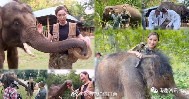 無窮之路II|陳貝兒近距離接觸野生象寶寶驚喜無限