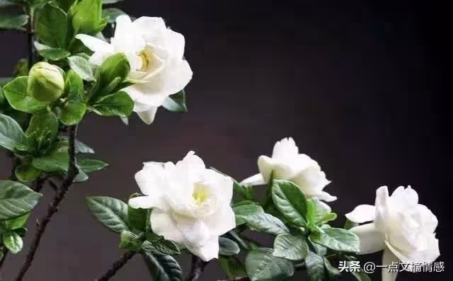 丈夫車禍牽出婚外情,妻子放棄救治,公公:把你房子賣掉