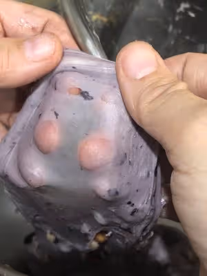 野生藍莓吐司 吳克己原方