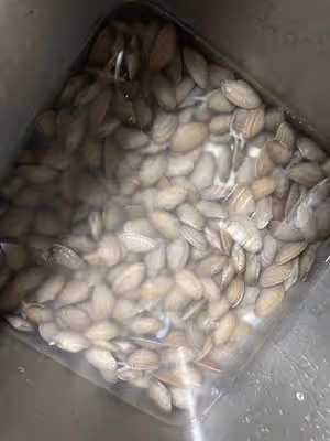 清炒花蛤