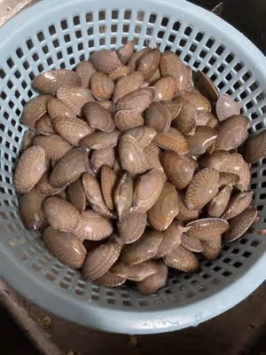 清炒花蛤