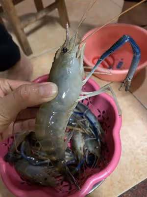 檸檬蝦（台式）