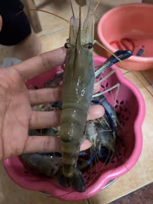 檸檬蝦（台式）