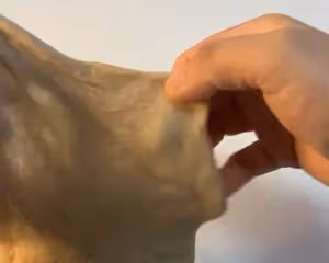 全網最簡單的全麥麵包