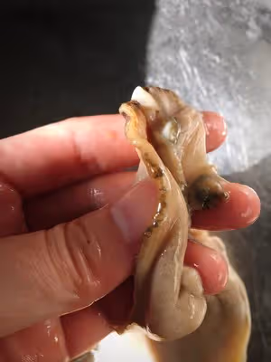 爆炒河蚌肉