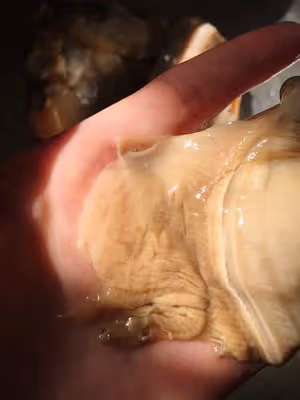 爆炒河蚌肉