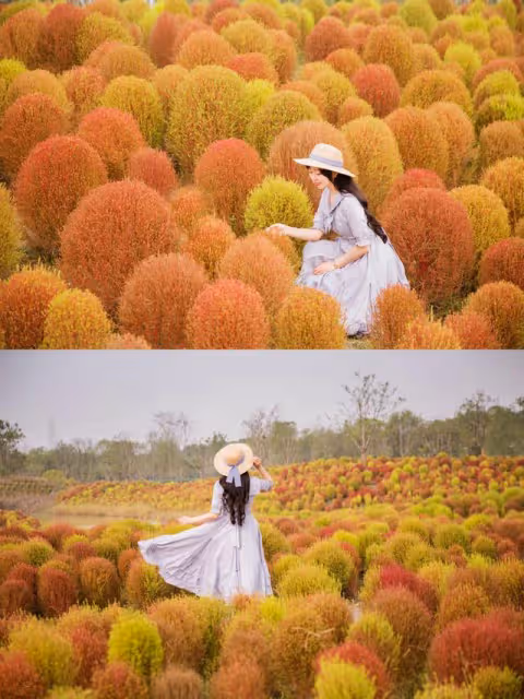 今秋新晉網紅!曾在中國被冷落,傳入日本後身價暴漲